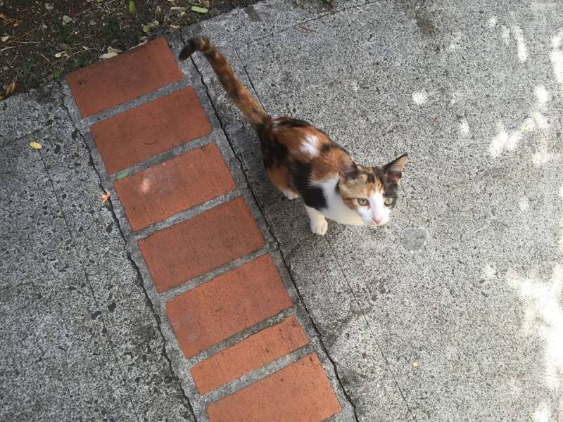 Chat sainte foy l es lyon