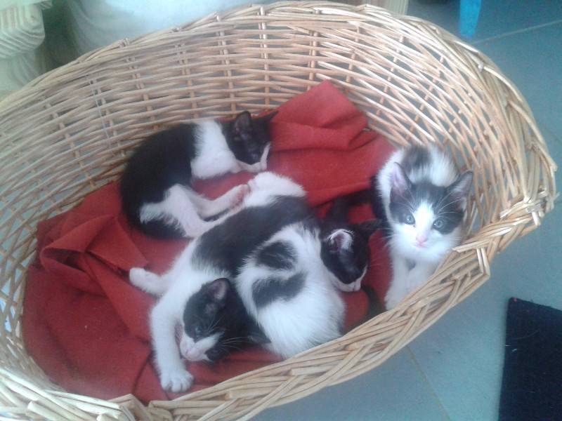 Chat saint medard en jalles