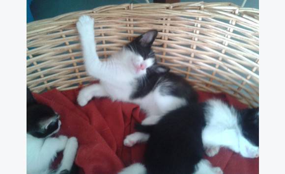 Chat saint medard en jalles