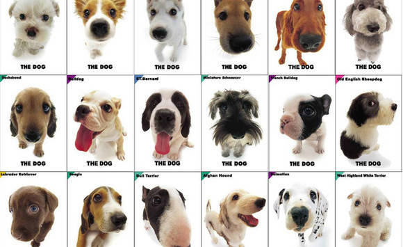 Щенки на букву р. Собака на букву р. Щенки на букву р. Крупными буквами песик. Щенки на букву р.