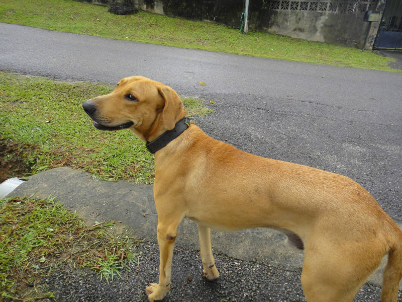 Chien trouvé - Chien Guyane u2022 Cyphoma