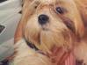 Foto do anúncio cão de raça shitzu Guiana Francesa #0