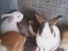 Photo de l'annonce adorables lapins nains Guadeloupe #1