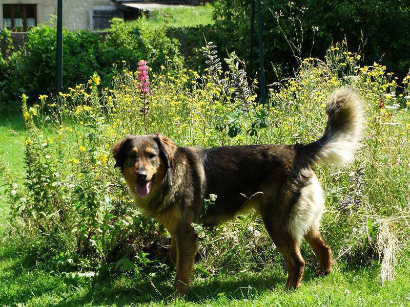 Berger Allemand Croisé Golden Retriever A Saillies Chien