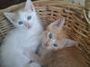 Photo de l'annonce chatons Guadeloupe #0