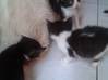 Photo de l'annonce donne 4 chatons Martinique #0