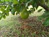 Photo de l'annonce A louer Maison T3 neuve avec jardin à Montravel Rémire-Montjoly Guyane #9