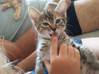 Photo de l'annonce adorable chaton Martinique #0