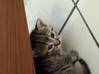 Photo de l'annonce adorable chaton Martinique #1
