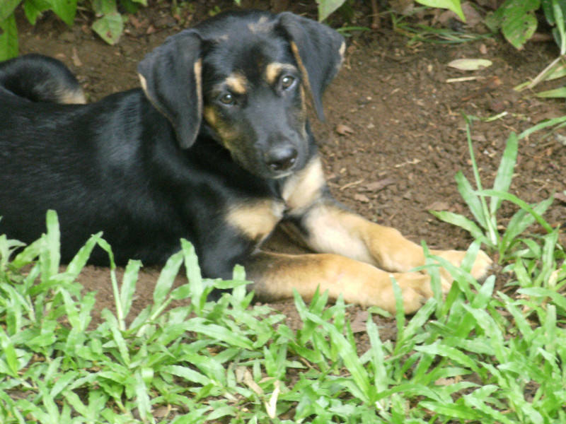 Donne chiots croisés Chien Guadeloupe • Cyphoma