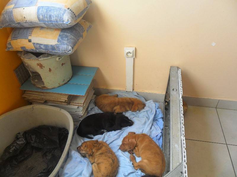 Adorables chiots Chien Guadeloupe • Cyphoma