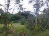 Photo de l'annonce Terrain ag deboisé cadastré 5000m2 Montsinery Montsinéry-Tonnegrande Guyane #4