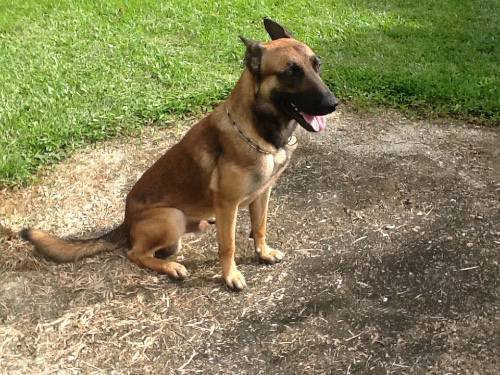 Berger belge malinois - Annonce - Chien Matoury Guyane Berger belge malinois - Annonce - Chien Matoury Guyane