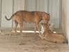 Photo de l'annonce Jeune chienne croisée malinois Guyane #2