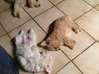 Foto do anúncio Adorável cachorrinho Guiana Francesa #1