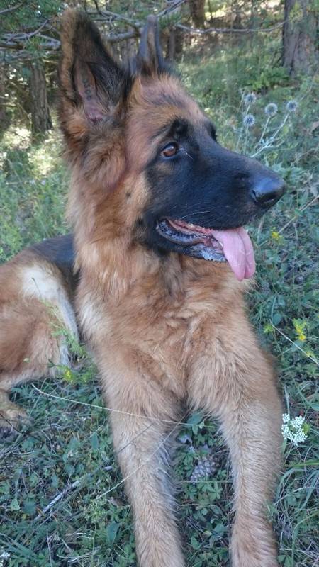 Berger Allemand Femelle Chien Guadeloupe Cyphoma