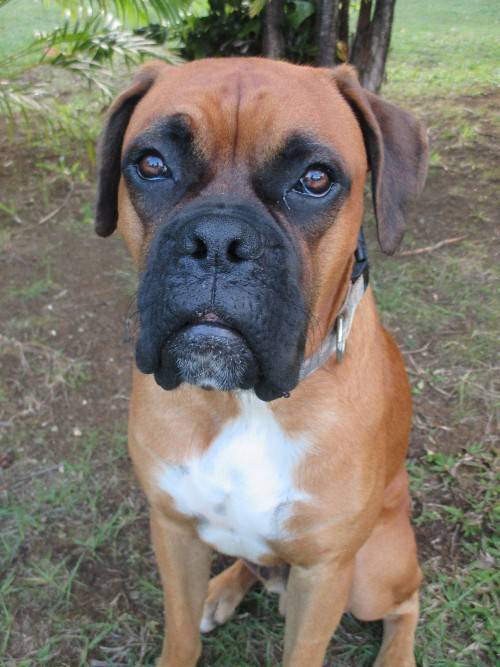 Tres Jolies Bebe Boxer Pure Race Chien Guadeloupe Cyphoma