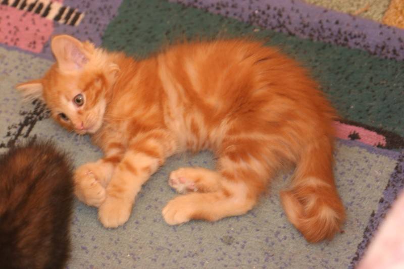 Donne petit CHATON ROUQUIN mâle Annonce Chat Marigot