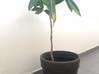 Photo de l'annonce Pots et plantes vertes Guyane #2