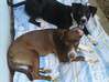 Photo de l'annonce Donne 2 chiennes créole de 8 mois Stérélisé Saint-Martin #0