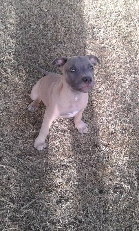 Chiot 4mois Pitbull Av Chien Saint Martin Cyphoma Chiot 4mois Pitbull Av Chien Saint Martin Cyphoma