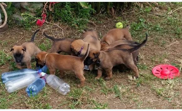 Chiots De Berger Malinois