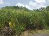 Photo de l'annonce Baie Mahault terrain Baie-Mahault Guadeloupe #0