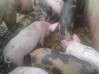 Photo de l'annonce bebe cochon Guadeloupe #2