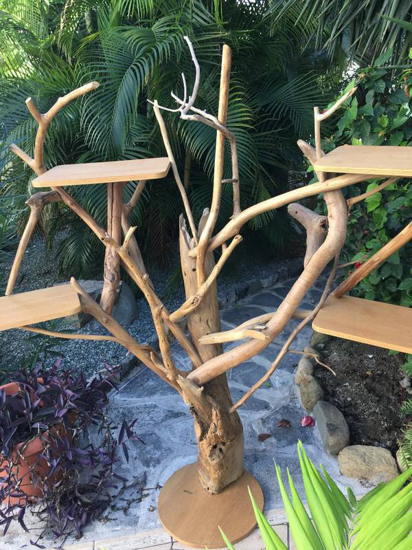 arbre exotique en 4 lettres