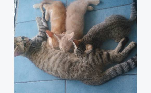 chat pointe a pitre