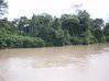 Photo for the classified Terrain sur la rivière de Counamama Iracoubo Guyane #2
