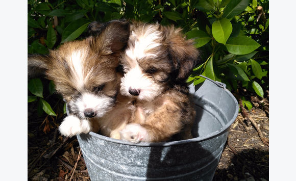 2 small dogs top