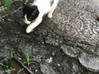 Photo de l'annonce Donne chatons Martinique #2