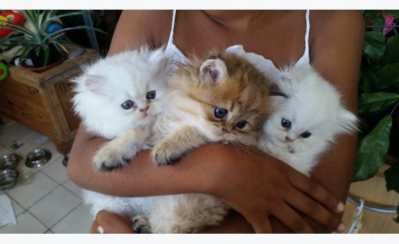 Chatons De Race Persan Chat Martinique Cyphoma