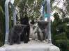 Photo de l'annonce donne 4 chatons séparément Martinique #0
