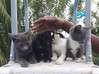 Photo de l'annonce donne 4 chatons séparément Martinique #1