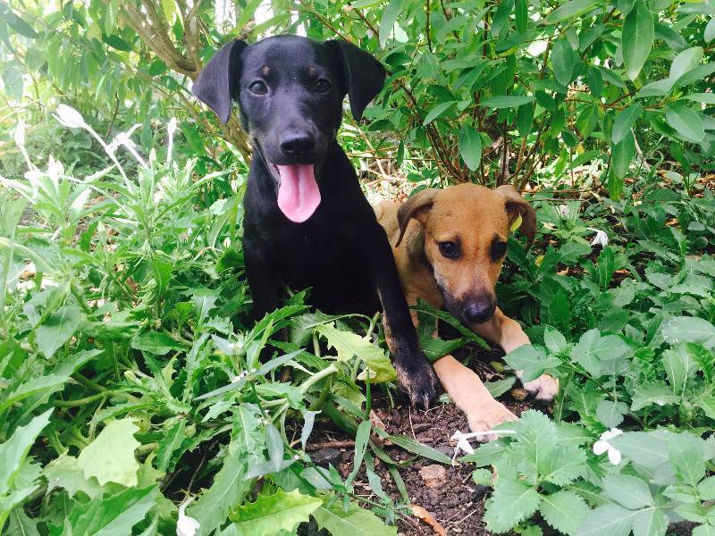 Chiots à donner type créoles/labrador Chien Guadeloupe • Cyphoma
