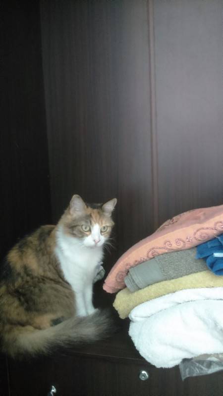Chat sainte foy l es lyon
