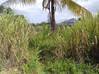 Photo de l'annonce Sainte Rose terrain - Terrain de. Sainte-Rose Guadeloupe #0