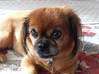 Photo for the classified dog lost at bay and need care f Saint Martin #0