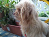 Foto do anúncio cão pequeno São Bartolomeu #0