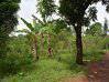 Foto do anúncio Terrains a stoupan Matoury Guiana Francesa #4