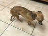 Photo for the classified Chihuahua Saint Martin #1