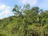 Photo de l'annonce Montsinery Tonnegrande terrain Montsinéry-Tonnegrande Guyane #0