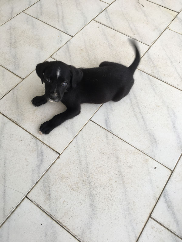 10 chiots chien créole croisés cané corso noir Chien Guadeloupe • Cyphoma