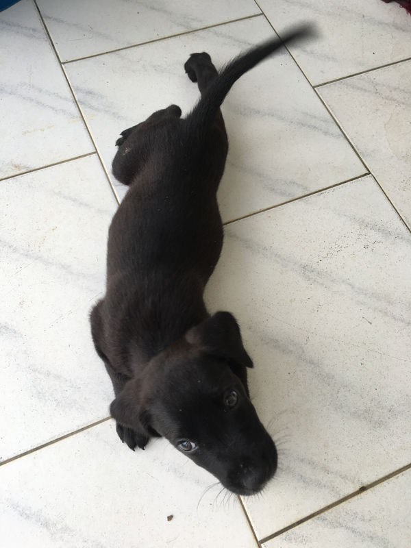 10 chiots chien créole croisés cané corso noir Chien Guadeloupe • Cyphoma