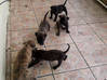 Lijst met foto Xmas XL Pit Bull Pups 4 mannelijke 5 vrouwelijke 1e nestje Sint Maarten #3