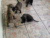 Lijst met foto Xmas XL Pit Bull Pups 4 mannelijke 5 vrouwelijke 1e nestje Sint Maarten #4
