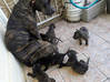 Lijst met foto Xmas XL Pit Bull Pups 4 mannelijke 5 vrouwelijke 1e nestje Sint Maarten #6
