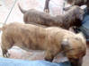 Lijst met foto Xmas XL Pit Bull Pups 4 mannelijke 5 vrouwelijke 1e nestje Sint Maarten #7